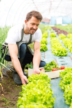 View of a Young attractive man harvesting vegetable in a greenhouseの写真素材