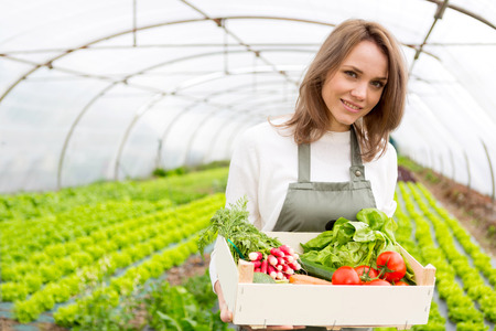 View of a Young attractive woman collecting vegetable in a greenhouseの写真素材