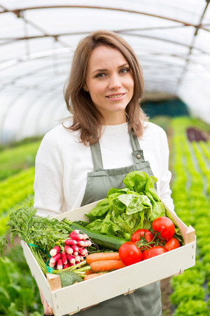 View of a Young attractive woman collecting vegetable in a greenhouseの写真素材