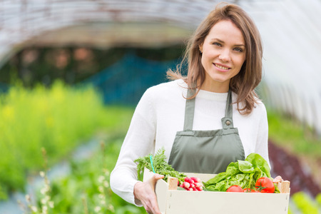 View of a Young attractive woman collecting vegetable in a greenhouseの写真素材