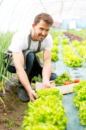 View of a Young attractive man harvesting vegetable in a greenhouseの写真素材