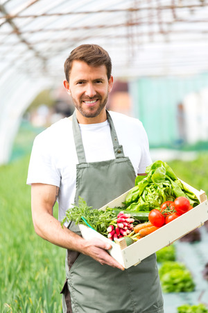 View of a Young attractive man harvesting vegetable in a greenhouseの写真素材