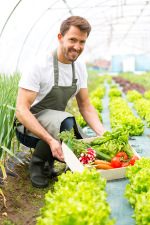View of a Young attractive man harvesting vegetable in a greenhouseの写真素材