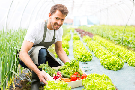 View of a Young attractive man harvesting vegetable in a greenhouseの写真素材