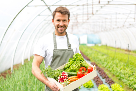 View of a Young attractive man harvesting vegetable in a greenhouseの写真素材