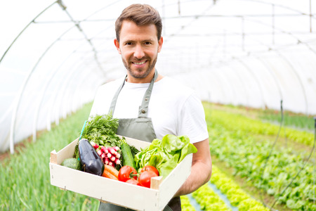 View of a Young attractive man harvesting vegetable in a greenhouseの写真素材