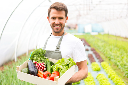 View of a Young attractive man harvesting vegetable in a greenhouseの写真素材
