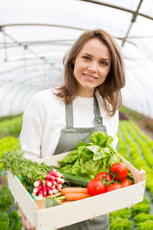 View of a Young attractive woman collecting vegetable in a greenhouseの写真素材
