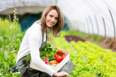 View of a Young attractive woman collecting vegetable in a greenhouseの写真素材