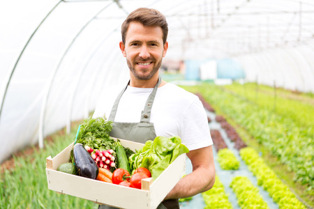 View of a Young attractive man harvesting vegetable in a greenhouseの写真素材