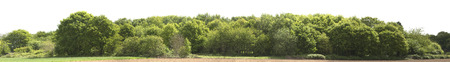 View of a High definition Treeline isolated on a white backgroundの写真素材