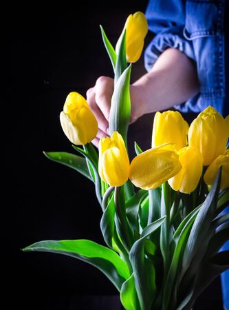 Yellow tulips in female  hands. Drawing up a bouguet. Dark background. Selective focus.の写真素材