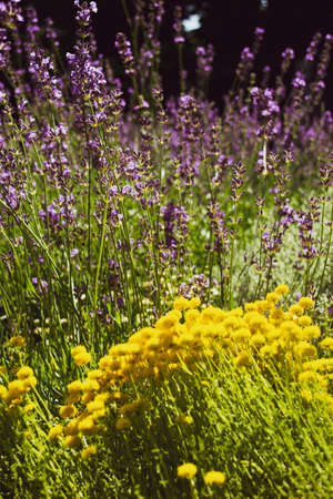 Blooming cotton lavender in sunny June