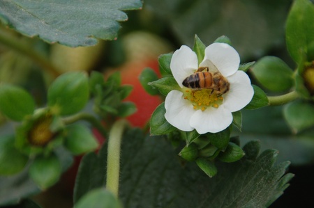 A bee on a strawberry flowerの写真素材