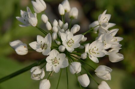 garlic flowersの写真素材