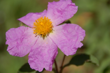 Cistus creticus flowerの写真素材