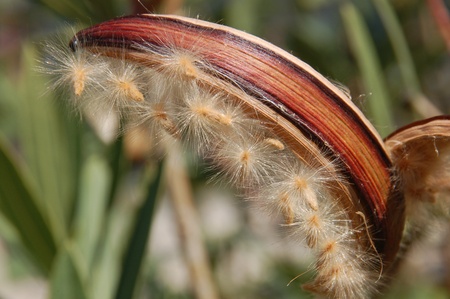 hairy seedsの写真素材