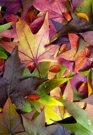Autumn leaves cover the ground with a colorful display