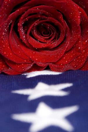 A lone red rose sheds tears for a fallen loved one.の写真素材