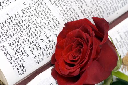 An open bible with a single red roseの写真素材
