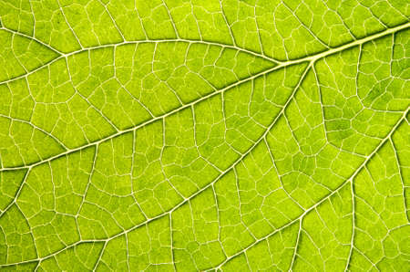 The underside of a leaf very close up reveals the veins and patterns that make it up.の写真素材