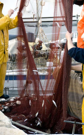 Croatian Fisherman remove the days catch from the fishing net.の写真素材