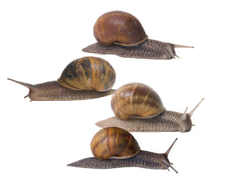 Four snail in a race....sorta....a very slow one...の写真素材