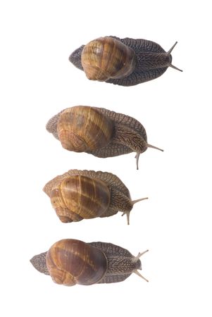 Four snail in a race....sorta....a very slow one...の写真素材