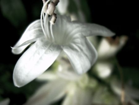 lilyの写真素材