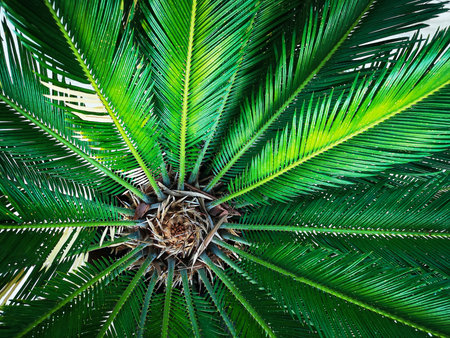 Palm tree top close up, abstract backgroundの写真素材