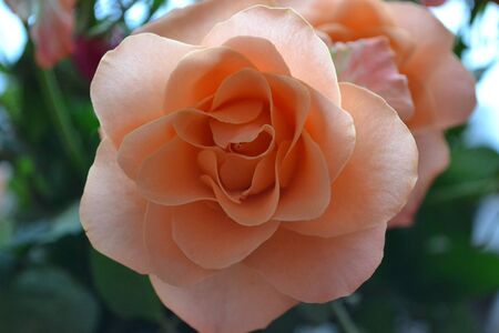 beautiful rose flower, great flower for weddingの写真素材