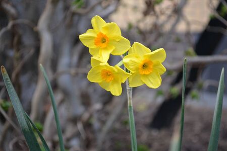 beautiful yellow flowerの写真素材