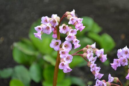 beautiful violett flowersの写真素材