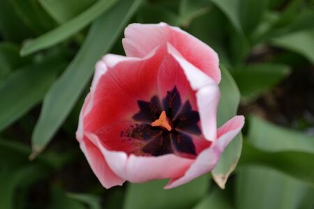 Beautiful flower, roséの写真素材