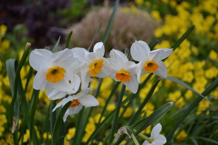 white flowers with orangeの写真素材