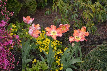 diverse flowersの写真素材