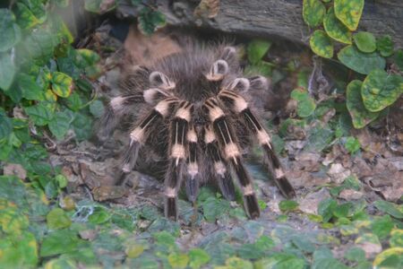 Tarantula in close-upの写真素材