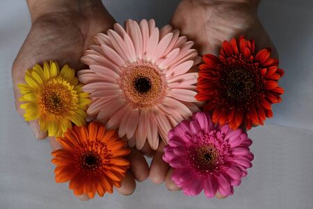 Hands holding flowersの写真素材