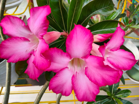 Desert Rose or Impala Lily or Mock Azalea flowerの写真素材