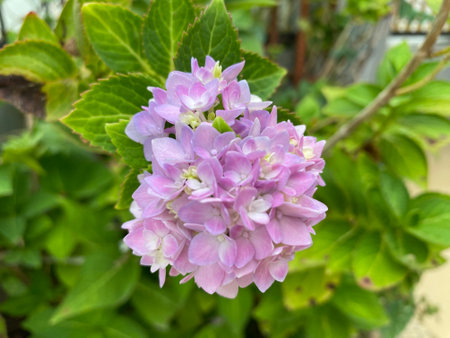 Pink hydrangea flower in garden. Hydrangea macrophylla