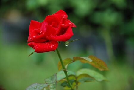 Roseの写真素材