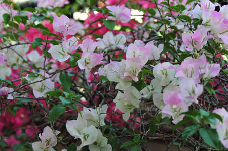 Flowerの写真素材