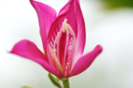Flowerの写真素材