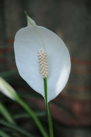 Flowerの写真素材