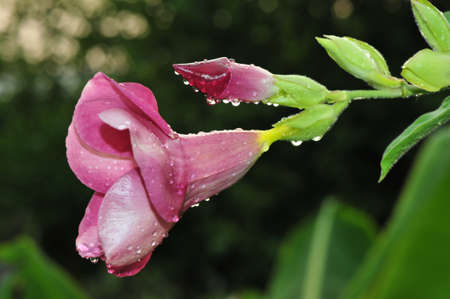 Rain forest flowersの写真素材