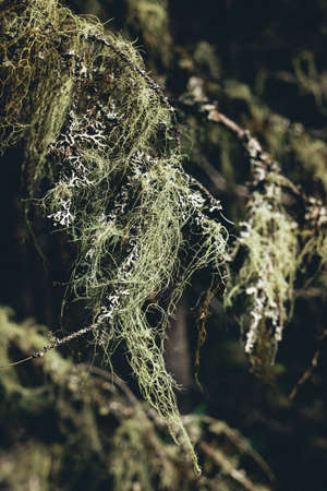 Close up of the moss on Pointe aux Outardes nature park pine trees in Quebec region of Cote Nord,...