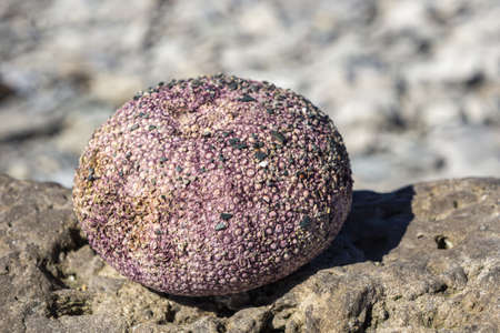 Shell of a sea urchin on the beach of Ile aux perroquets, one of Mingan archipelago island in Cote Nord region of Quebec (Canada)の写真素材