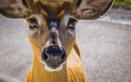 White-tailed deer on Anticosti Island, an island located in the St Lawrence estuary in Cote Nord region of Quebec, Canadaの写真素材