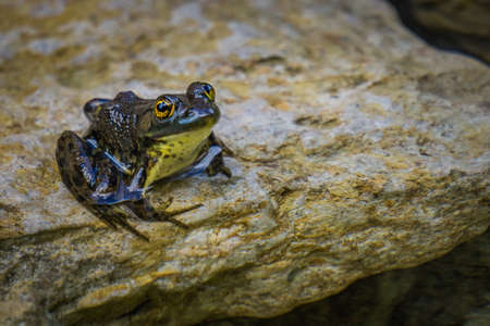 Mink frog on Anticosti Island, an island located in the St Lawrence estuary in Cote Nord region of...