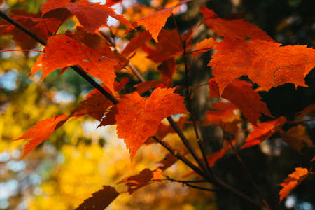 Close-up of maple leaves at fall in Mont Megantic National Park, in Eastern Township of Quebec,...